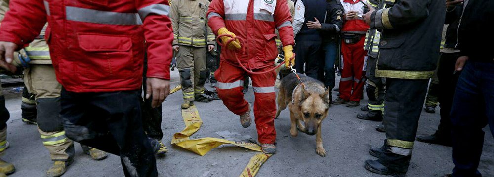 Sniffer Dogs Help Find Bodies in Collapsed Plasco Tower  