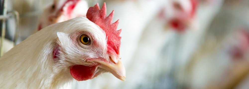 Bird Flu Kills 79 in China