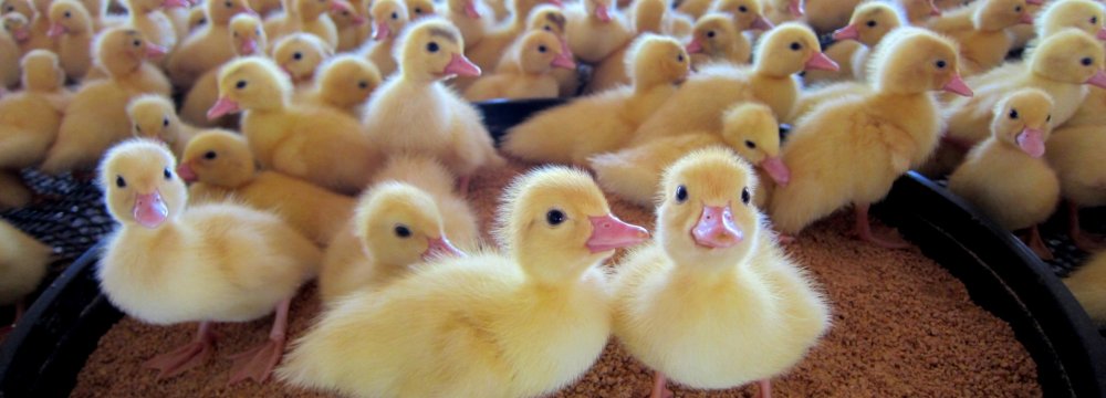 France to Cull 600,000 More Ducks to Fight Bird Flu
