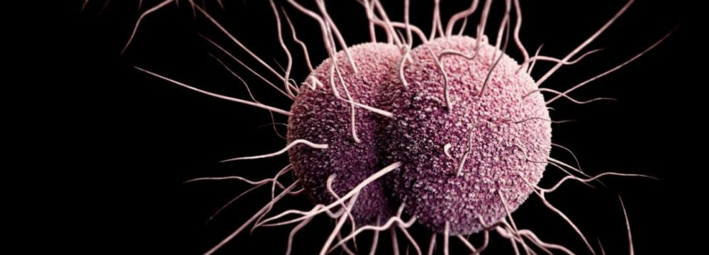 WHO: Drug-Resistant Gonorrhea on the Rise