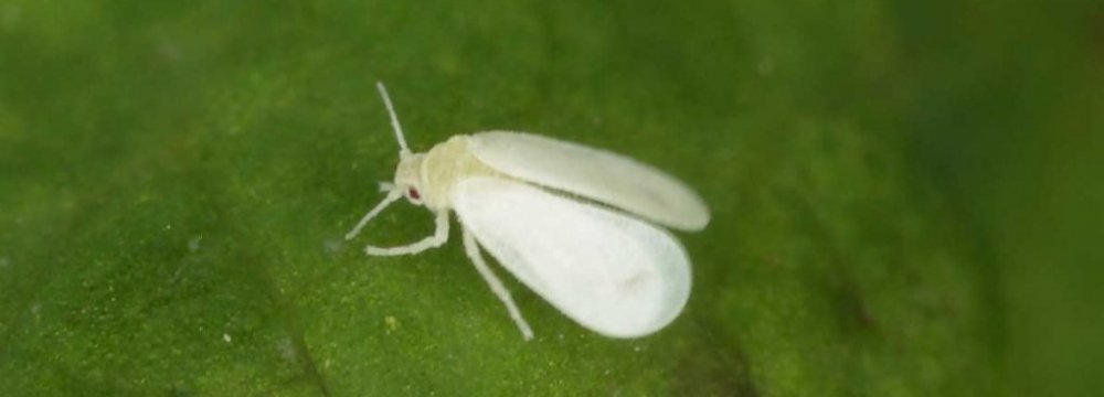 The silver leaf whitefly, seen in Tehran, is harmless to humans. 