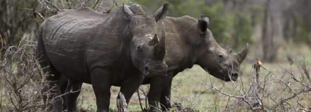 Africa Travel Industry Alarmed by Wildlife Losses  