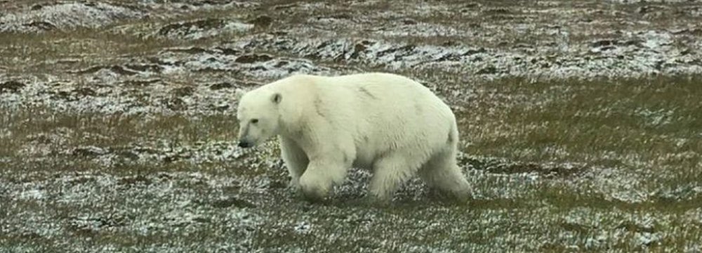 Misplaced Polar Bears Draw Tourists to Alaska Island