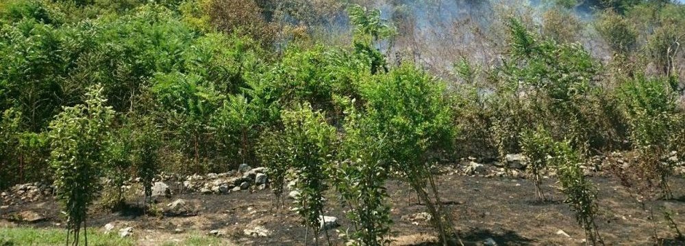 Fire Razes Section of Tonekabon Forest