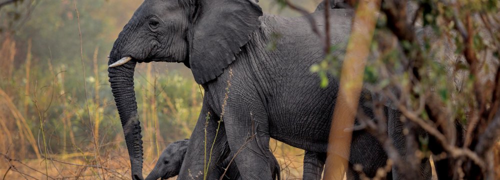Kenyan Rangers Turn Detectives to Protect Elephants