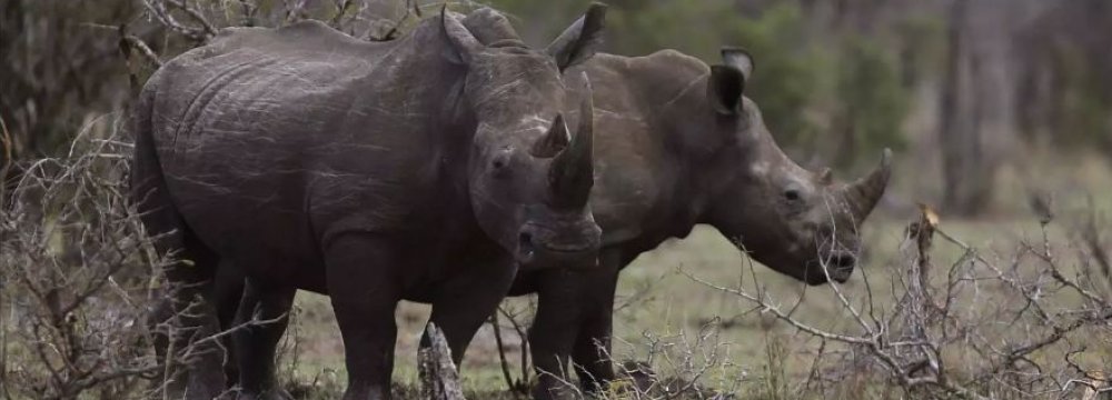 China Looks to S. Africa to Save Rhinos