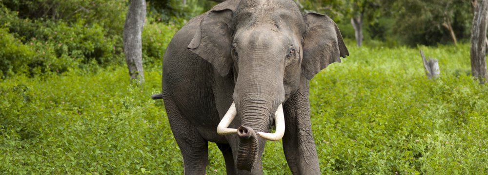Wild Elephant Kills 2 Women  in Nepal