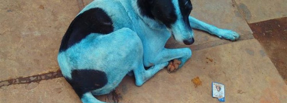 Stray Dogs Turning Blue in India