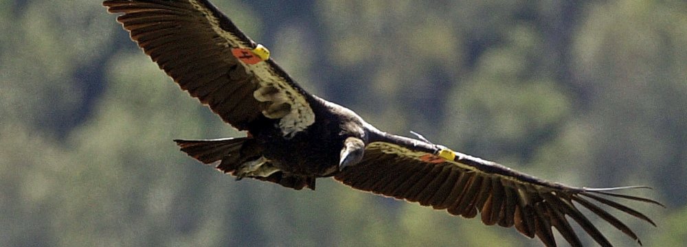 US Endangered Species Act Under Threat