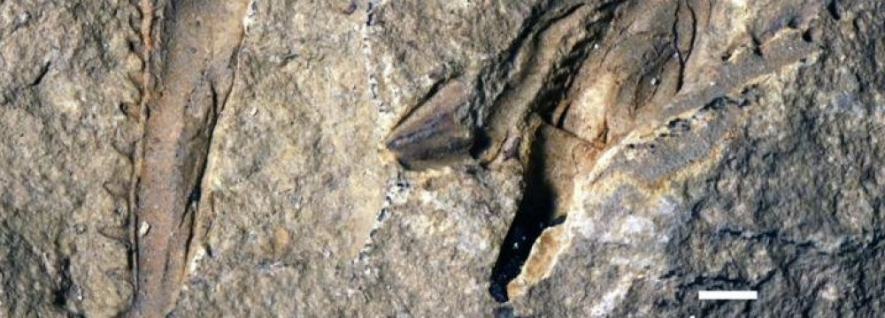 Fossil of Giant Worm Found in Canadian Museum