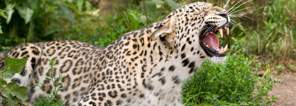 2 Persian Leopards Spotted in Semnan
