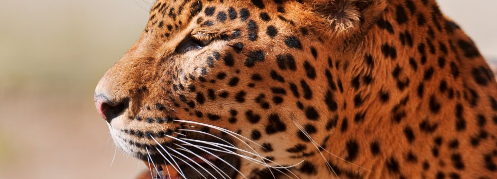 Persian Leopard Insurance Coverage Renewed