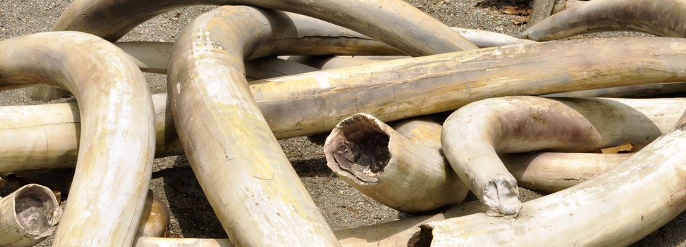 Hong Kong Ivory Hunger Blasted