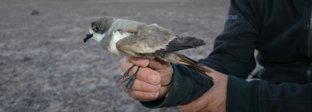 Seabird Breeding Grounds Identified in Chile