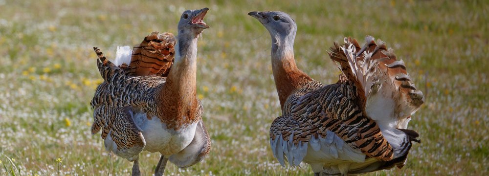 Fewer Than 50 Great Bustards in Iran