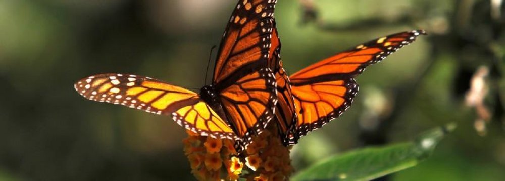 Calif. Monarch Butterflies Decline