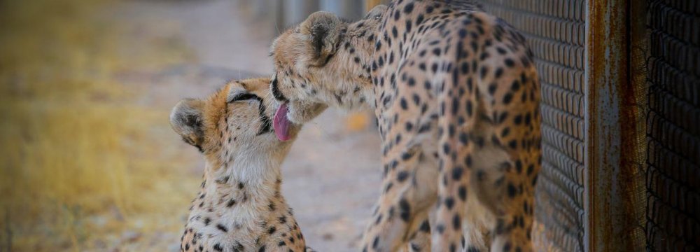 The possible cubs are expected to be born in the spring. 