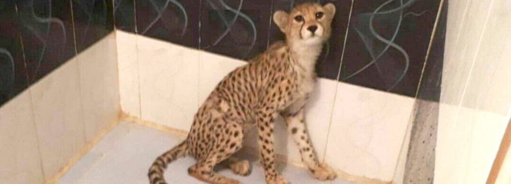The cub was discovered in the smugglers' hideout in Tehran. 