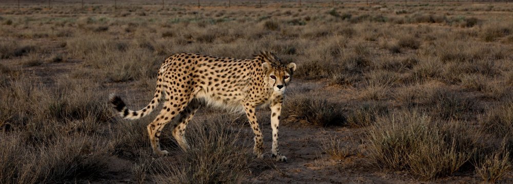 Fences along the high-risk parts of roads will protect cheetahs from road accidents.