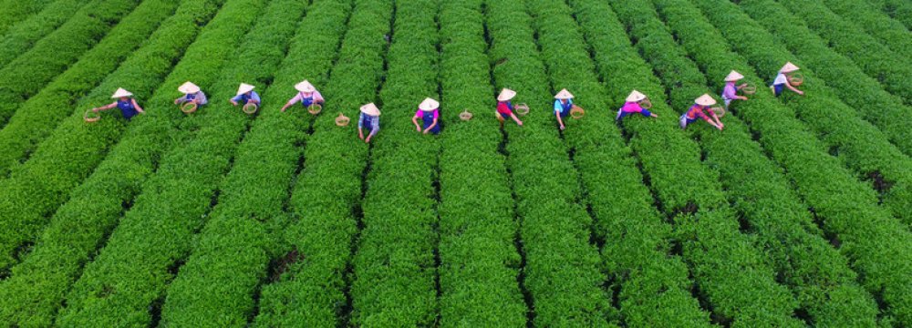 China&#039;s Arable Lands on the Decline  