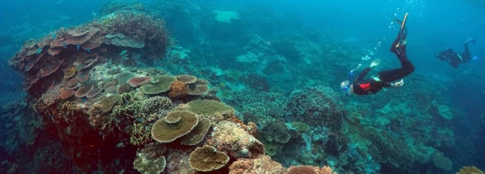 Scientists Testing Corals to Counter Climate Change