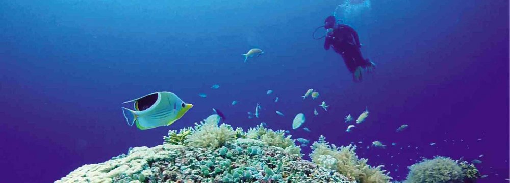 Corals are sensitive to temperature changes, particularly to a rise in temperature.