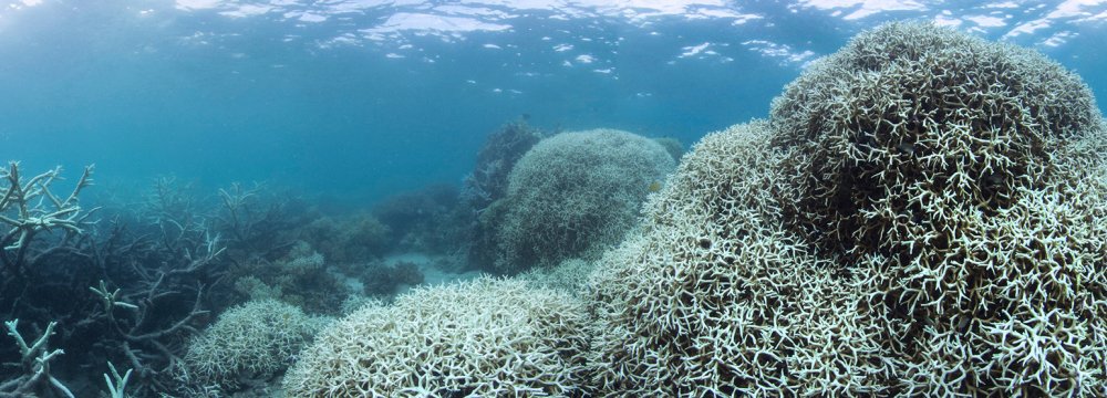 Soaring temperatures have led to mass coral bleaching in large areas of the Persian Gulf. 