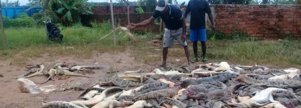 the mob headed to the crocodile farm armed with clubs, knives, machetes and shovels.