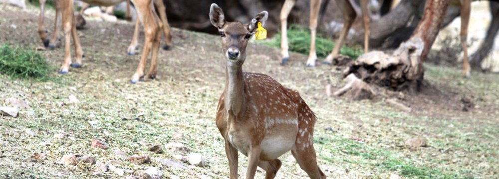 1st Persian Deer Fawn Born in Fars Province