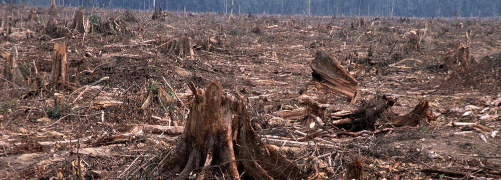 Deforestation may be the driver of the sixth mass extinction.