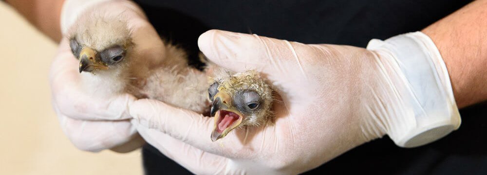 The two chicks were born last week in Karaj.