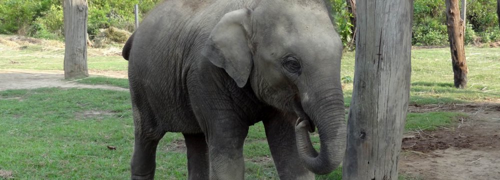 Human-Elephant Conflict Growing in Nepal