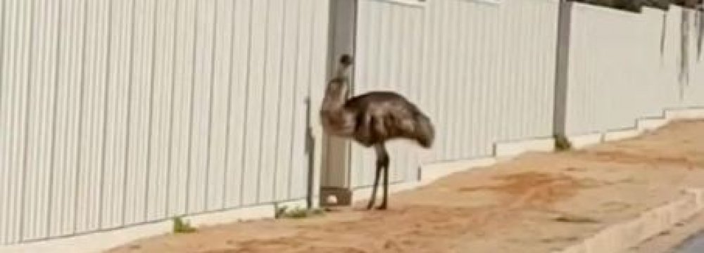 The drought is driving flocks of emus into an outback mining town. 