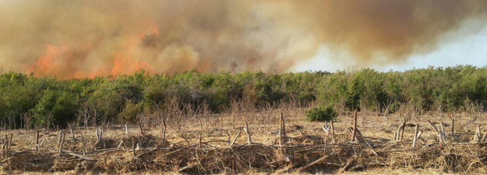 The extent of damage is uncertain but more than 200 hectares were burned.