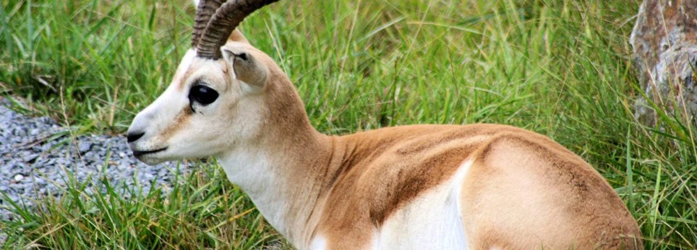 Gazelle Population Growing