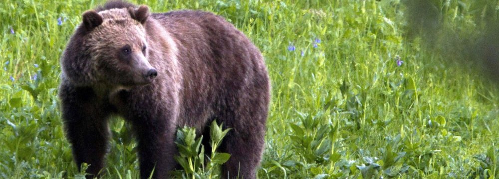 The number of grizzlies in the greater Yellowstone region has climbed to roughly 700 from 136 in 1975.
