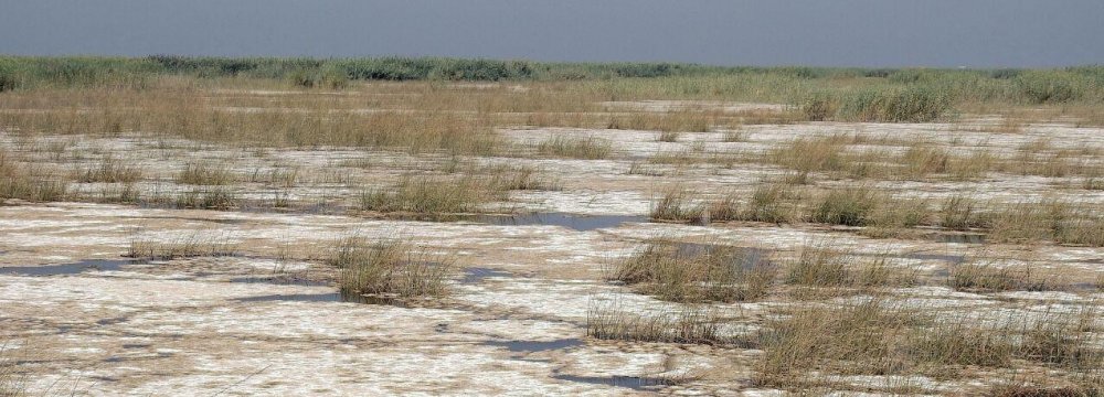 Hour Al-Azim Wetland Water Plan Suspended