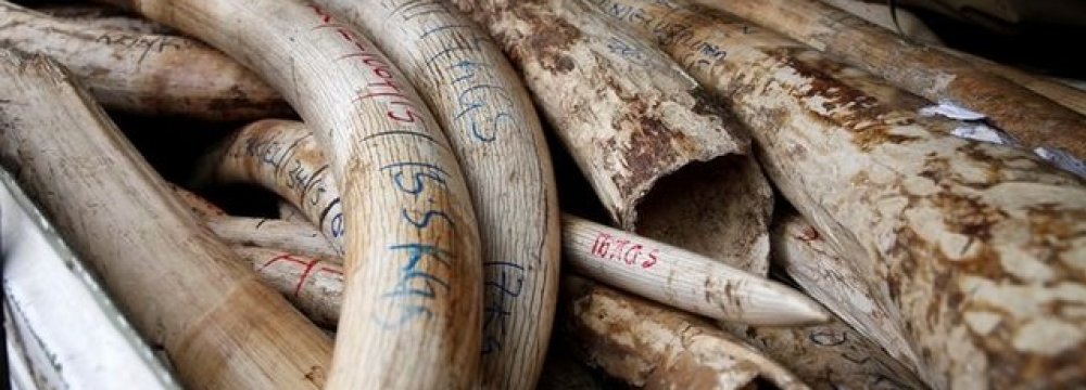 30 Kg of Ivory Seized in Kenya