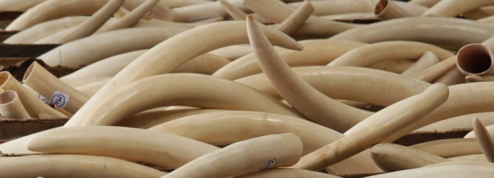 Charity Sets Up Fake Ivory Store in Singapore as Wake-Up Call