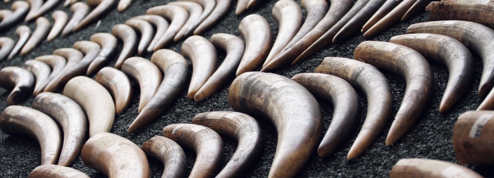 Ivory Prices Drop in Asia Following China&#039;s Ban