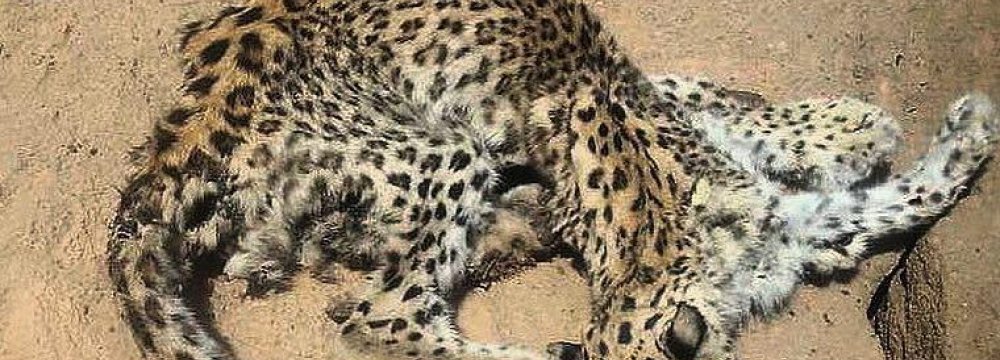 Persian Leopard Found Dead