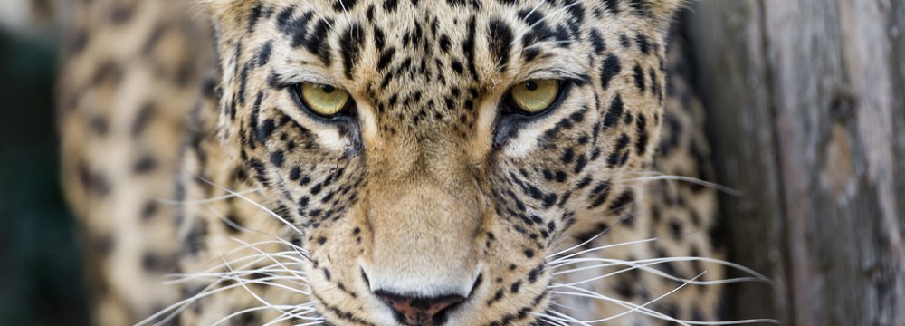 10 Persian Leopards Spotted in Fars Nat’l Park