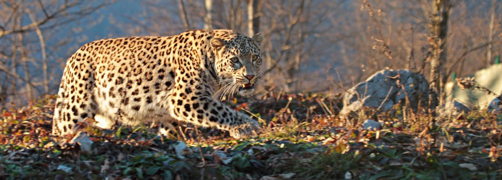 Persian Leopard Sighted in S. Khorasan