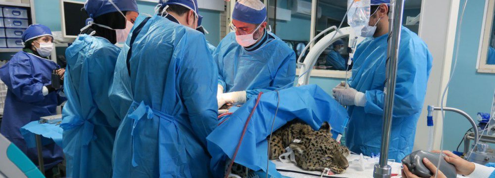 The leopard had undergone spinal surgery at a veterinary clinic in Tehran on Feb. 10.