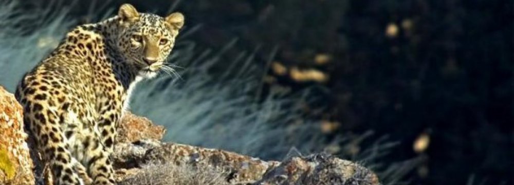  Mazandaran is one of the main habitats of the Persian leopard in Iran.