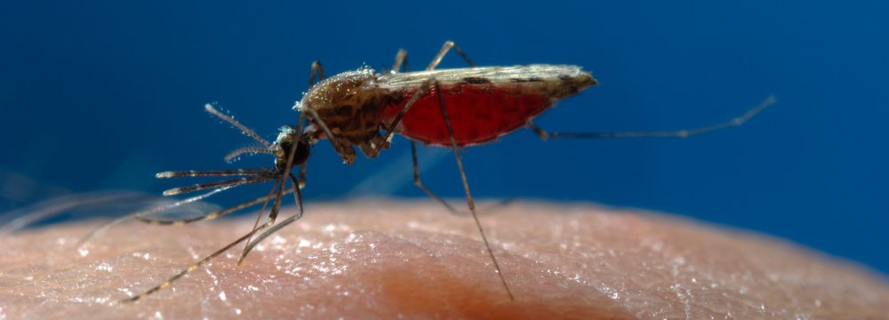 Deforestation Linked to Rise in Malaria Cases