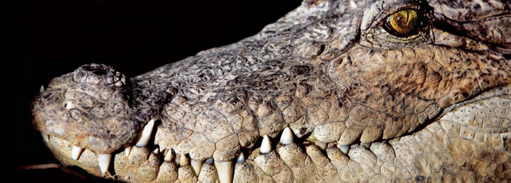 Chabahar Launches Mugger Crocodile Sanctuary