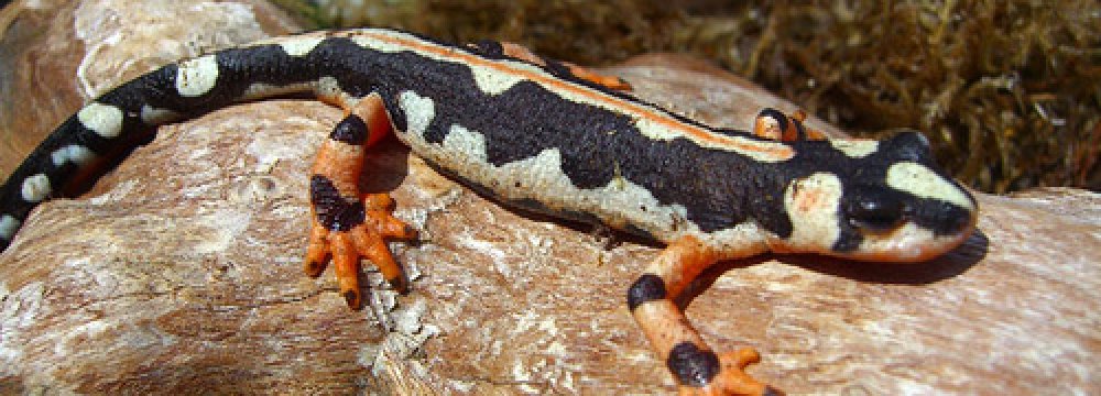 The Luristan newt is callisfied as an "endangered species" by the IUCN.