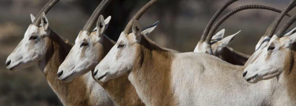 Extinct Antelope Making Comeback in Chad