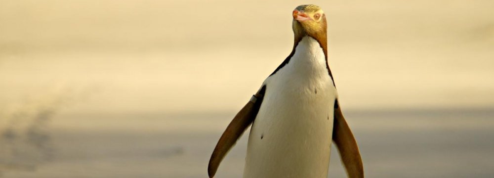 The yellow-eyed penguin could disappear from its Otago habitat by 2060.